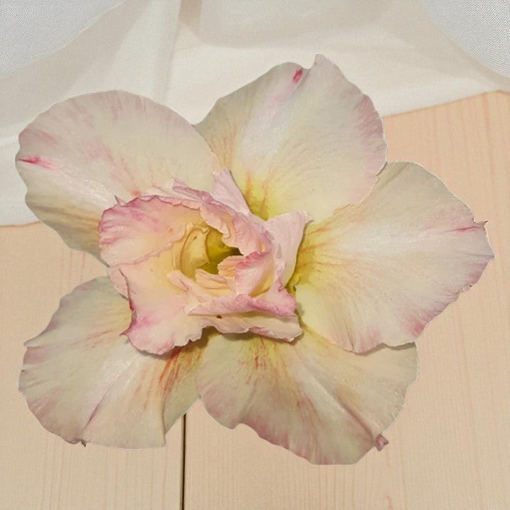 Adenium R96
