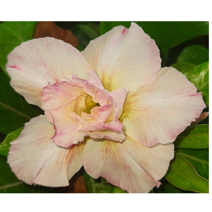 Adenium R96