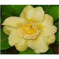 Adenium R98