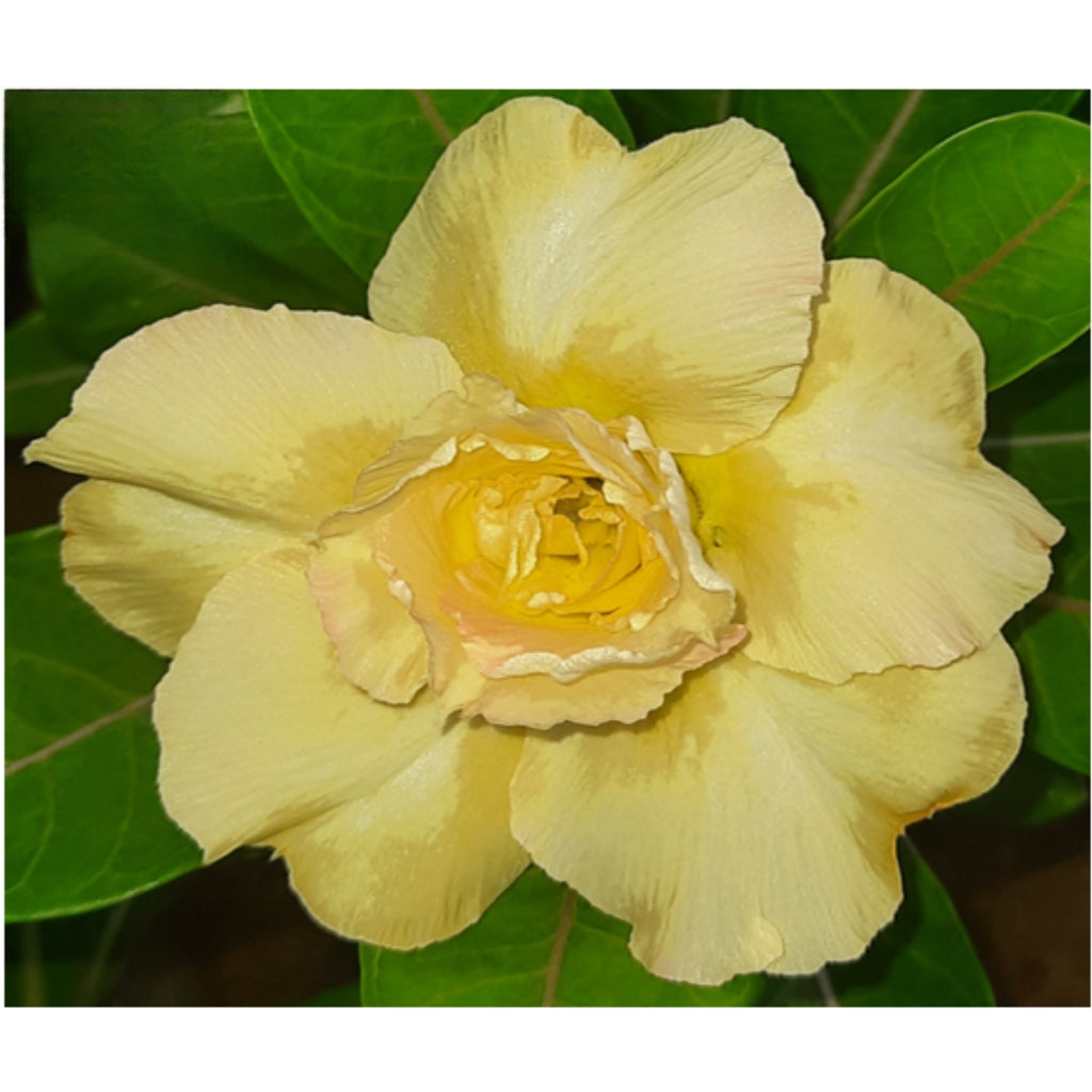 Adenium R98