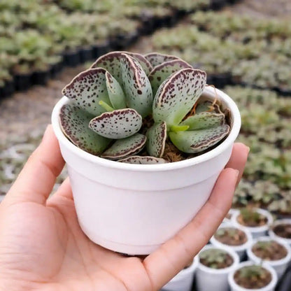 Adromischus Cooperi (Egg plant)