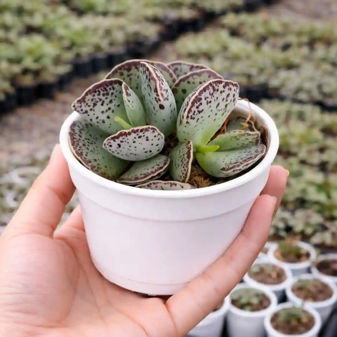 Adromischus Cooperi succulent with thick, rounded green leaves covered in distinctive dark purple-brown speckles and markings, growing in a white pot.