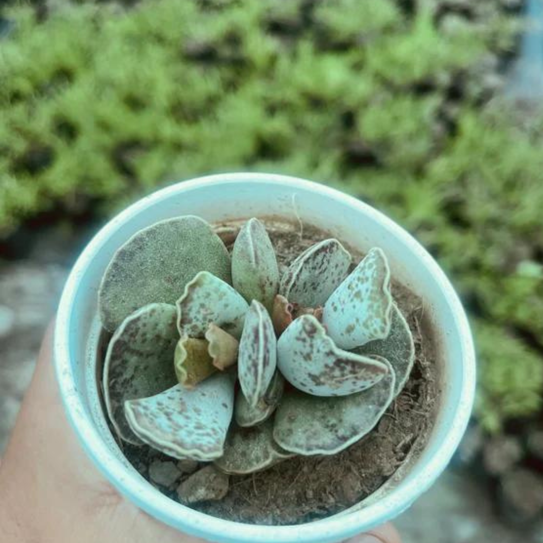 Egg plant succulent, Adromischus Cooperi, featuring thick, textured leaves in a decorative pot.