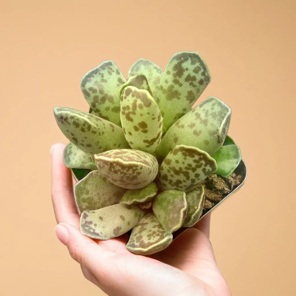 Adromischus Cooperi succulent plant with unique, rounded leaves, perfect for indoor