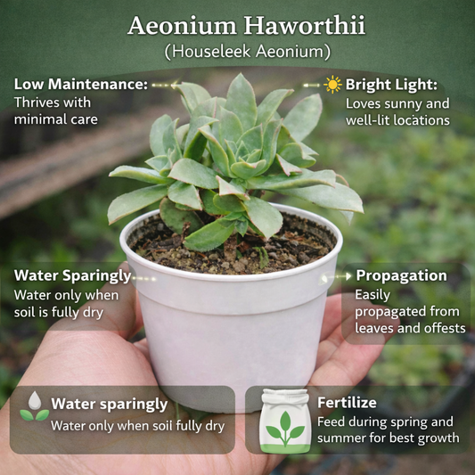Aeonium Haworthii (Bare rooted)