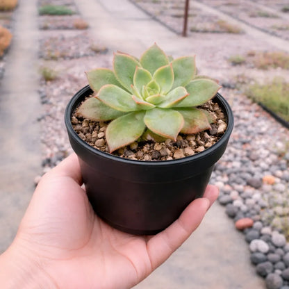 Aeonium Kiwi (Bare Rooted)