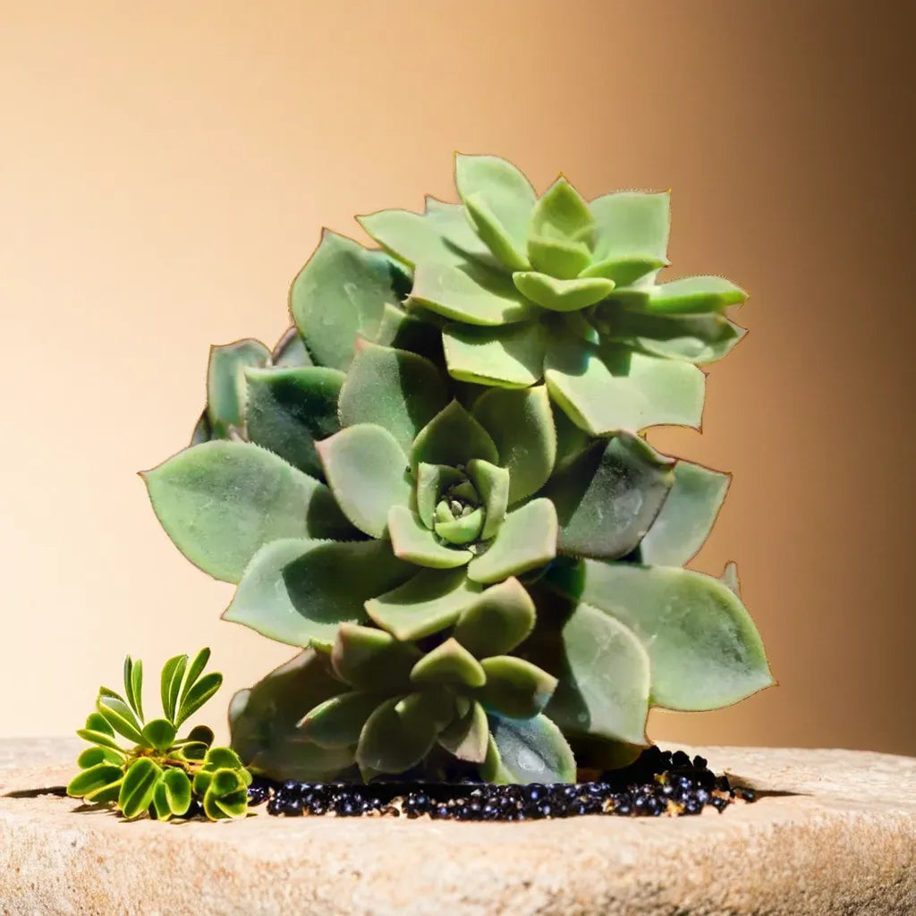 Vibrant Aeonium Haworthii succulent flowering plant with rosettes of green leaves edged in pink, perfect for indoor decor and low-maintenance gardens.

