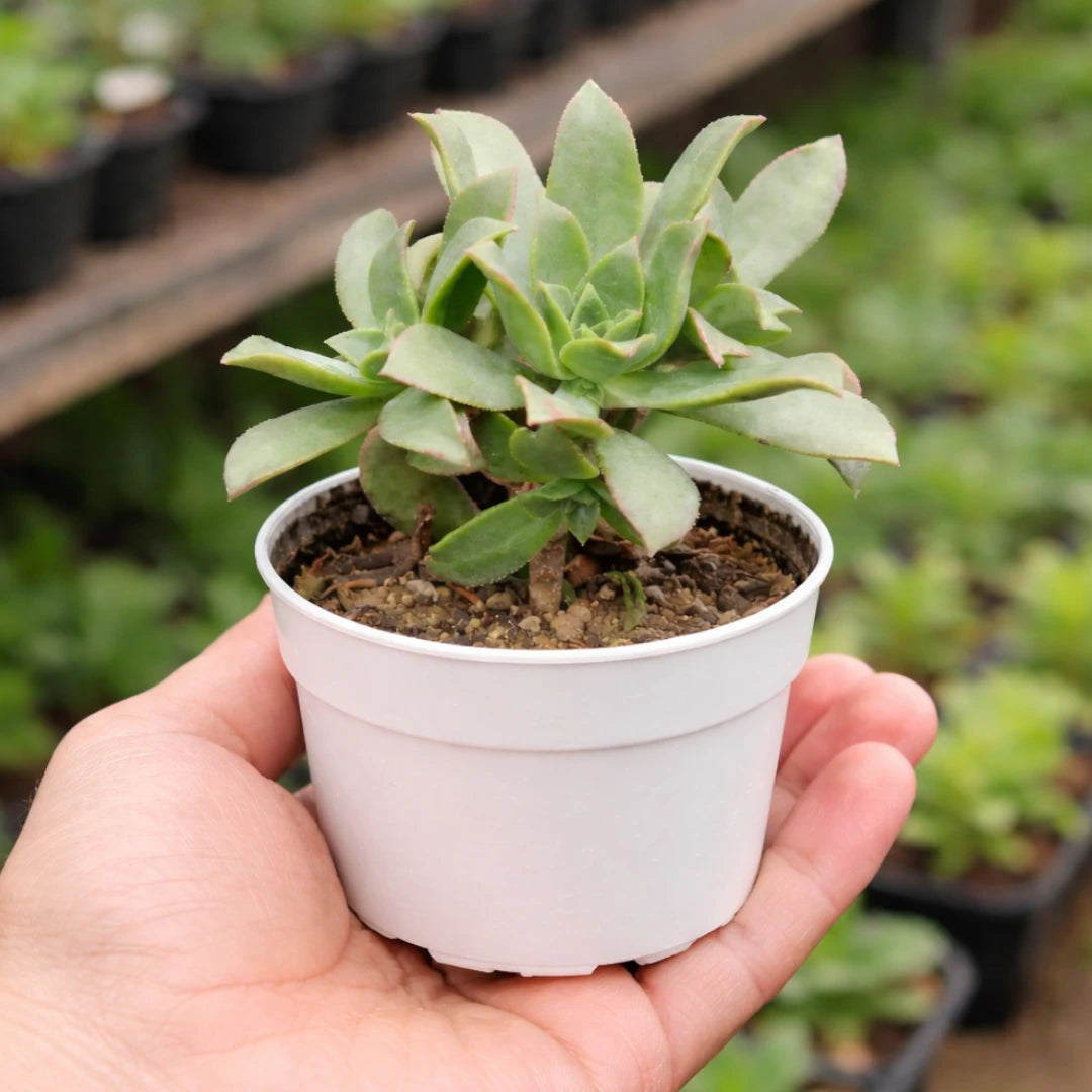 Aeonium haworthii succulent with branching stems and compact rosettes of pale green, fleshy leaves with subtle pink edges, growing in a white pot held in a person’s hand at a plant nursery.