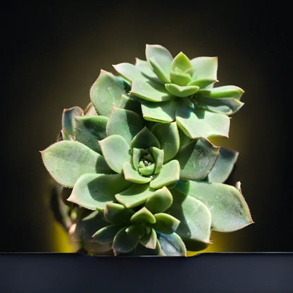 Top view of Aeonium Haworthii flowering succulent with thick green leaves and pink edges.