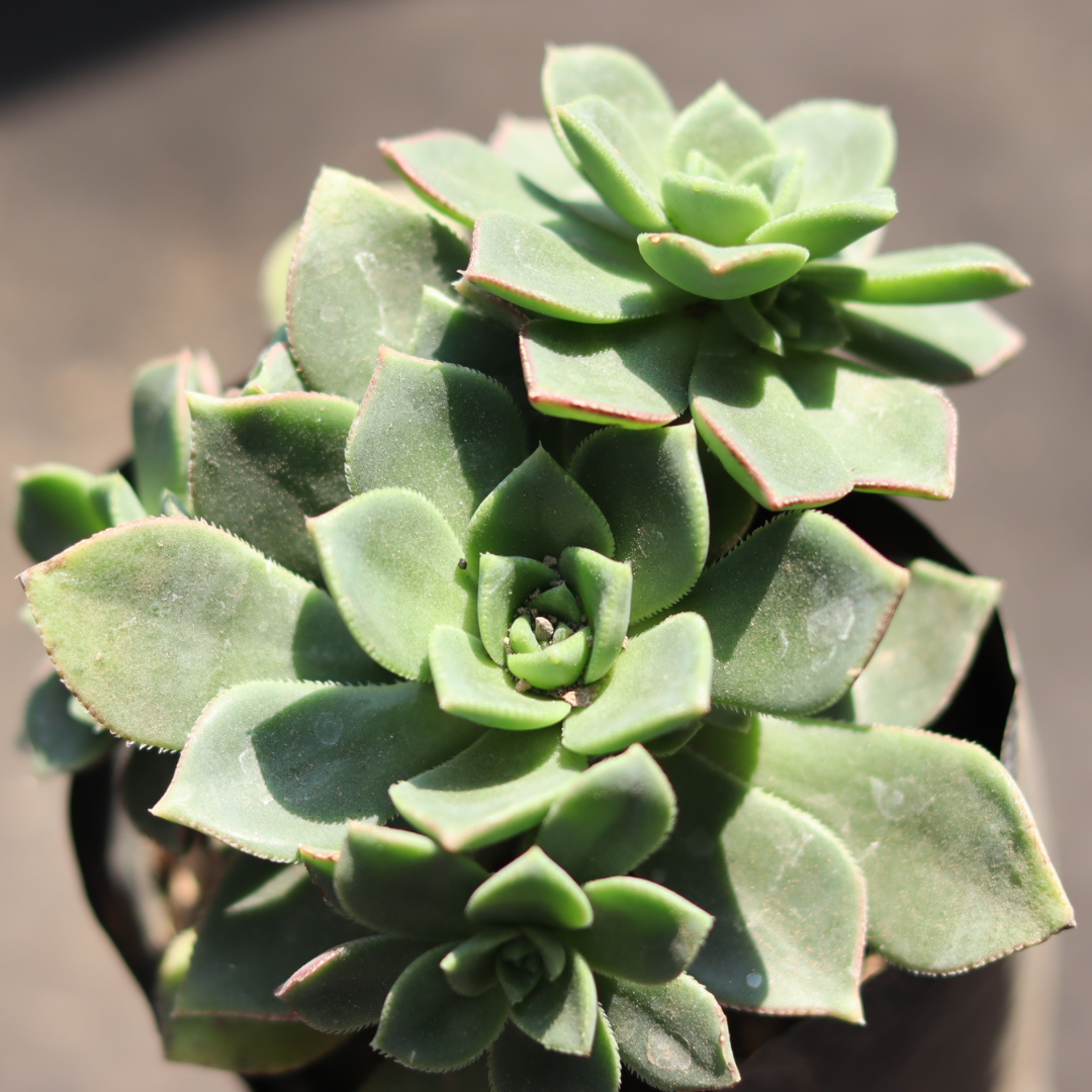 Close-up of Aeonium Haworthii leaves showing vibrant green rosettes and pink-tinted edges