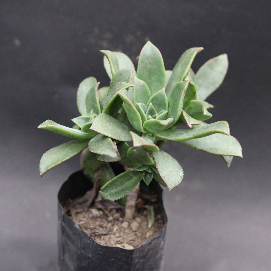 Side view of Aeonium Haworthii succulent in white ceramic pot for indoor decor.