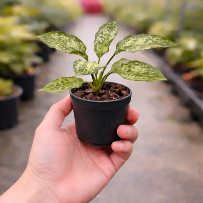 aglaonema plant white leaves Aglaonema Snow White – Elegant Indoor Plant – Plant Orbit