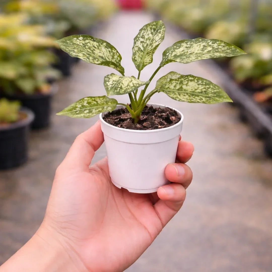 Aglaonema Snow White Plant with green leaves covered in white speckled variegation growing in a white pot