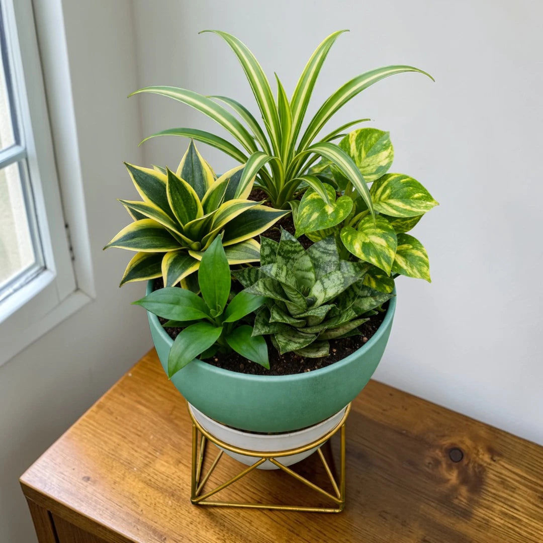 Air Purifying Plants Combo ( Bare-rooted ) - Set of 5 Live Succulent Plants by Plant Orbit