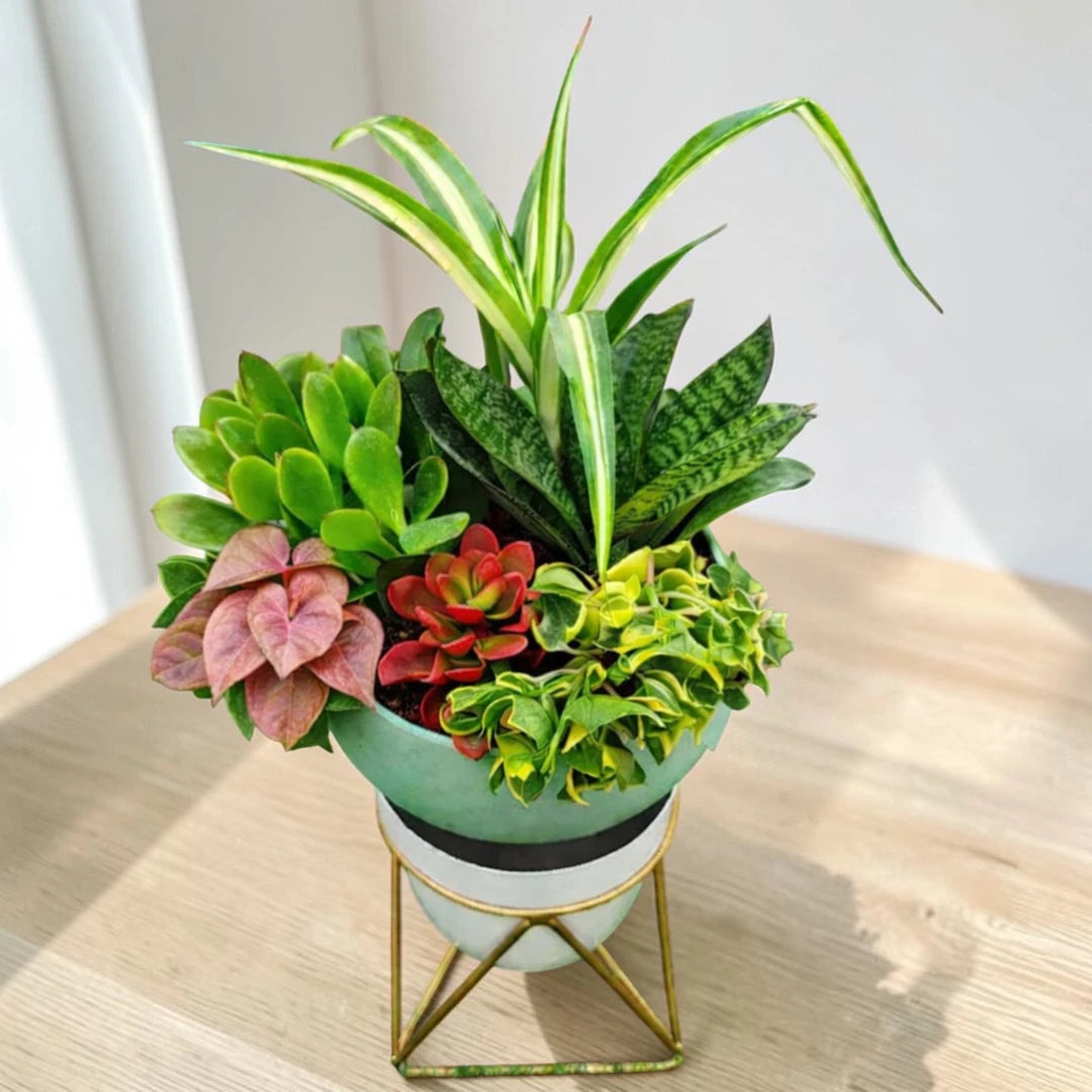 Air-purifying plant combo featuring six live indoor plants in a decorative planter on a wooden table, ideal for home and office décor.
