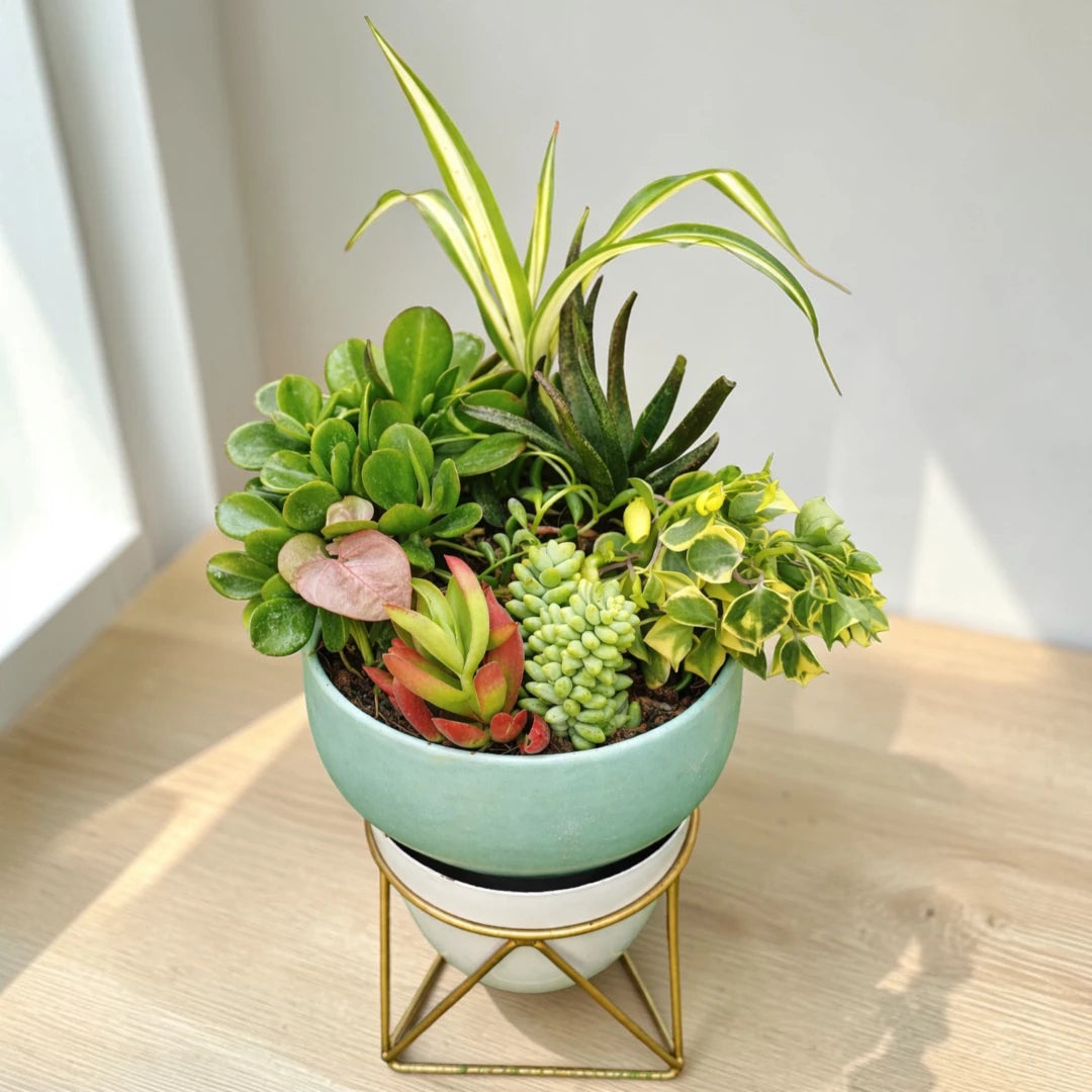 Air Purifying Plants Combo featuring 7 live bare-rooted succulent plants arranged as a vibrant indoor plant collection for home and office décor.