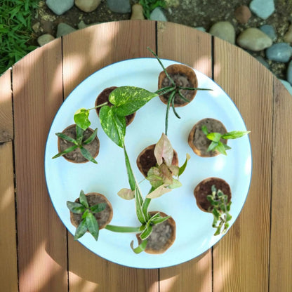 Air purifying plants combo