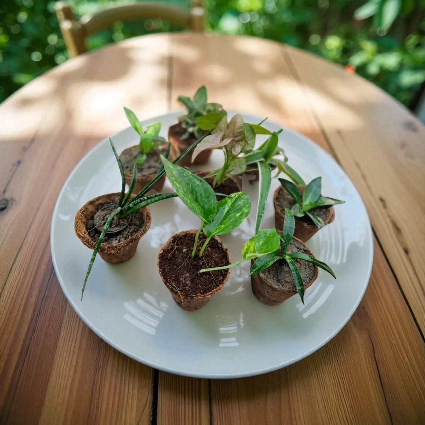 Air purifying plants combo