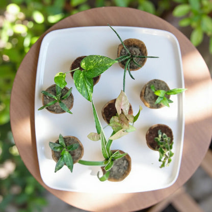 Air purifying plants combo