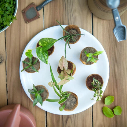 Air purifying plants combo