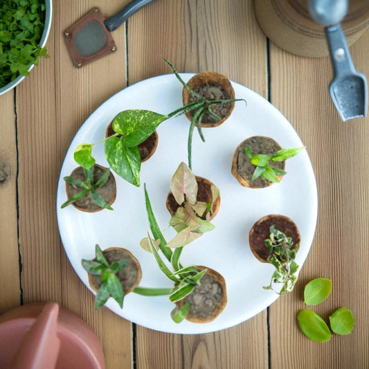 Air purifying plants combo