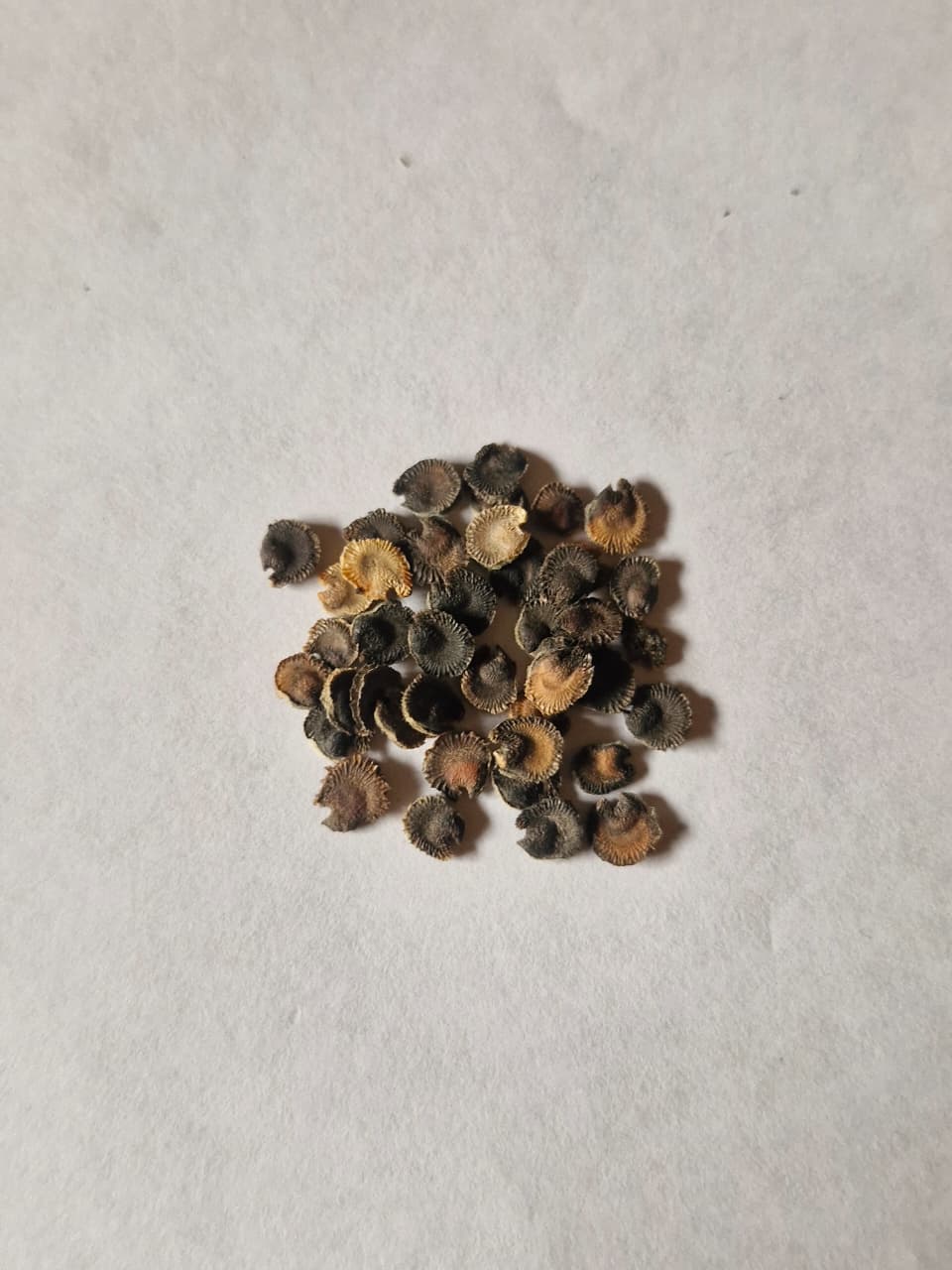 Alcea mix hybrid seed (25 seeds)