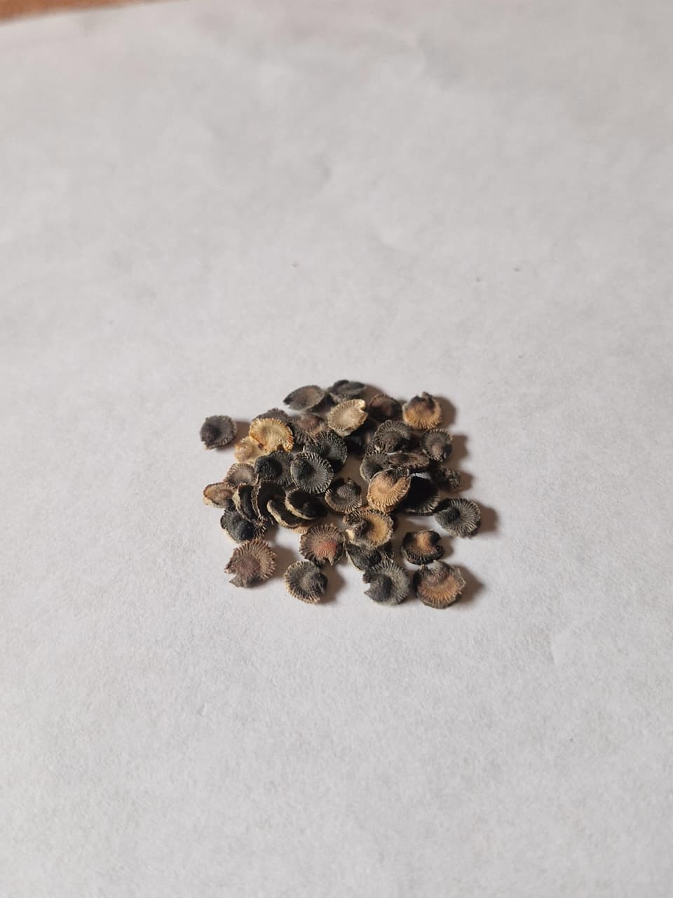 Alcea mix hybrid seed (25 seeds)