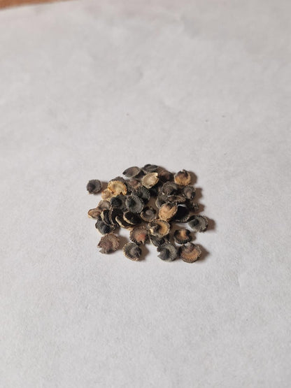 Alcea mix hybrid seed (25 seeds)