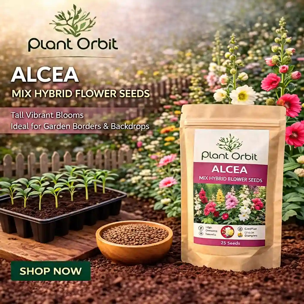 Alcea mix hybrid seed (25 seeds)