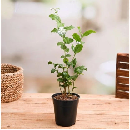White Jaismine Mogra Plant Sapling