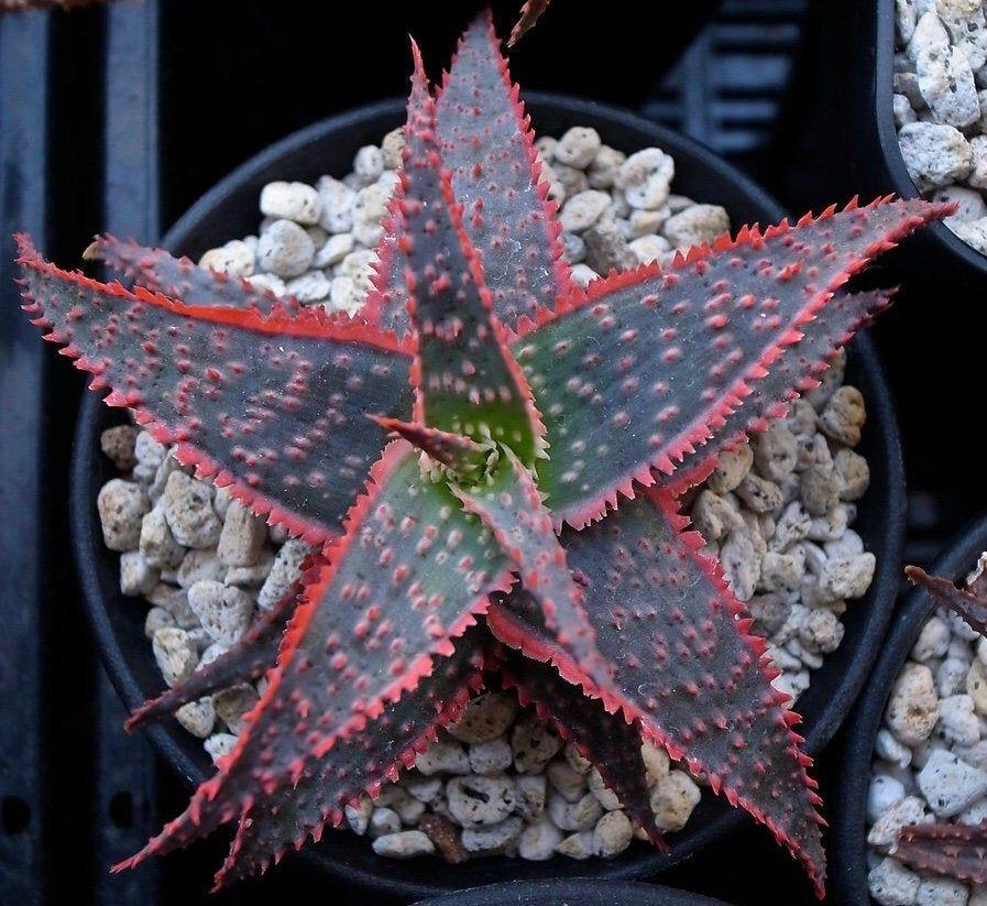 Christmas Carol Aloe succulent with dark green leaves and vibrant red edges, covered in bumpy red spots, ideal for adding a striking accent to indoor decor.