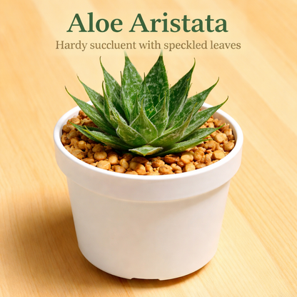 Pocket Friendly Succulent Combo – Set of 9 Live Succulent Plants by Plant Orbit