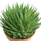 Aloe Aristata succulent plant in a decorative pot, ideal for indoor settings or adding greenery to a workspace.