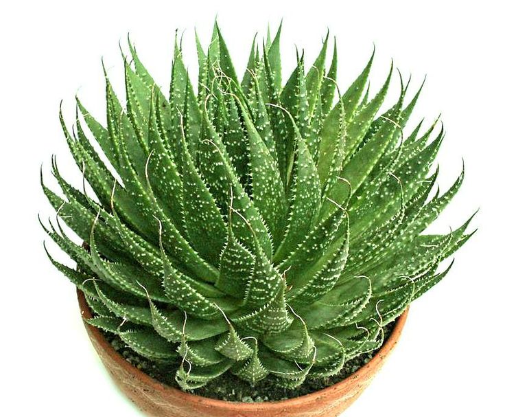 Aloe Aristata succulent plant in a decorative pot, ideal for indoor settings or adding greenery to a workspace.