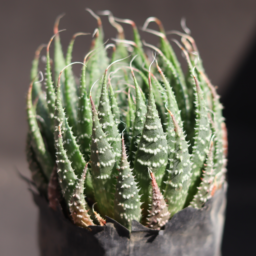 Close-up of Aloe Aristata’s unique, textured leaves with soft spikes, an eye-catching and low-maintenance succulent plant.