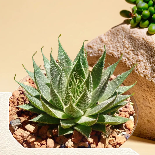 Aloe Aristata succulent plant with spiky green leaves and white spots.