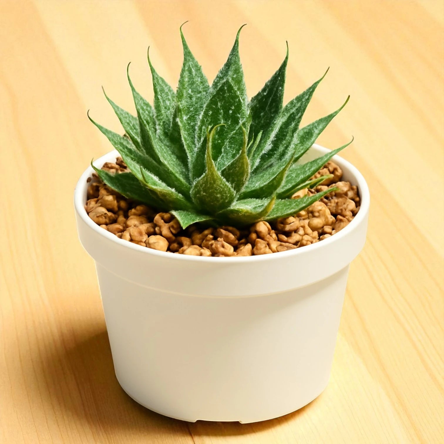 Aloe aristata succulent with a compact rosette of pointed dark green leaves covered in fine white markings, planted in a white pot with a gritty soil mix on a wooden surface.