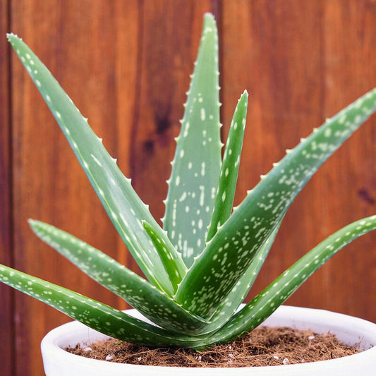 Aloe Vera succulent plant with thick green leaves and soothing gel, popular for home decor and health benefits.