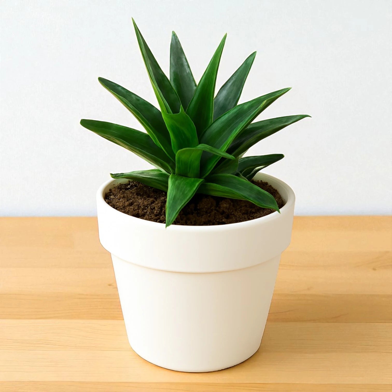 Aloe Wansley Green succulent with upright, pointed dark green leaves forming a compact rosette, planted in a white pot on a wooden surface.