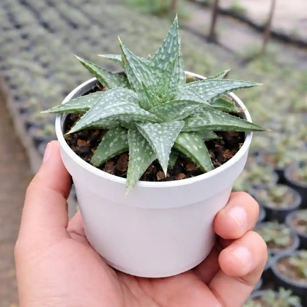 Aloe rauhii succulent with compact, pointed blue-green leaves covered in distinctive white spots, forming a dense rosette in a white pot.