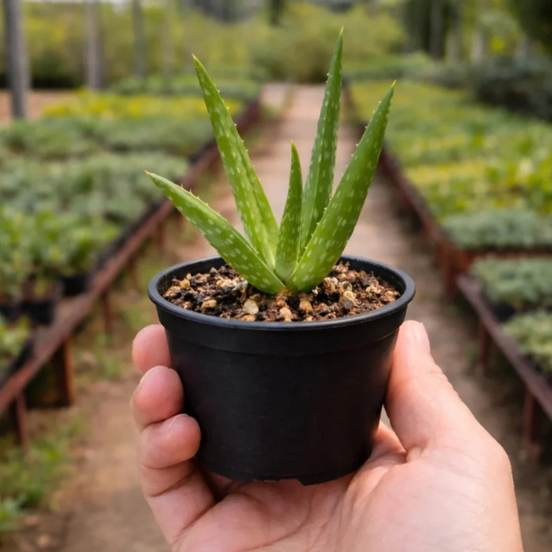 Aloe vera (Bare Rooted)