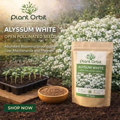 Alyssum White Open Pollinated Seeds