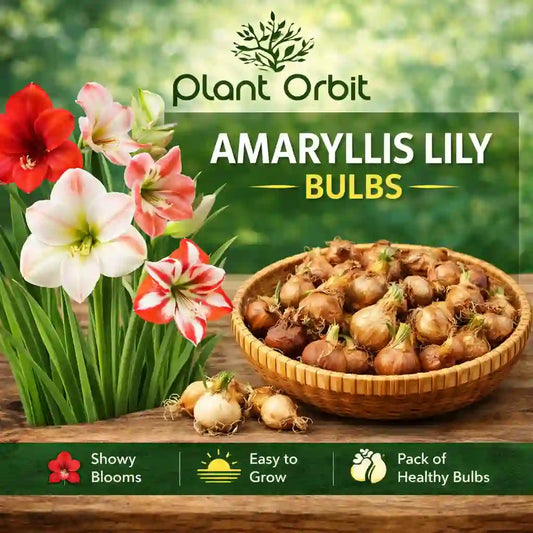 Amaryllis lily bulbs with flowers and 'Plant Orbit' branding on a green background.