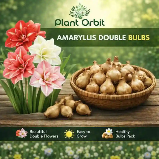 Amaryllis double bulbs