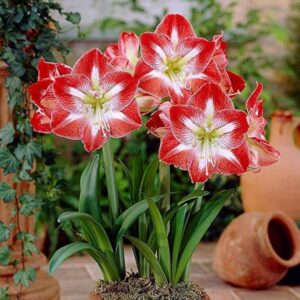 Amaryllis double bulbs