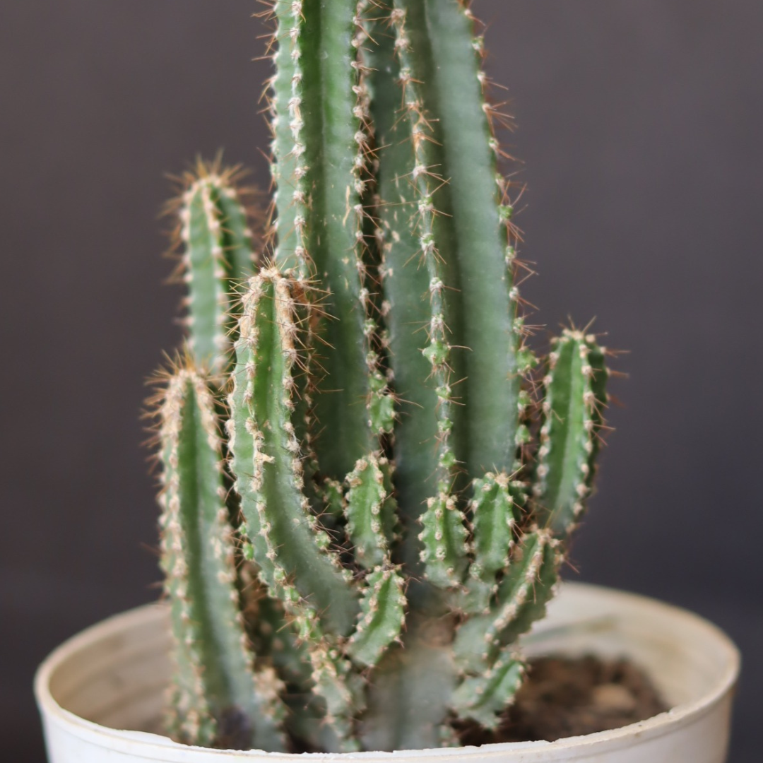 Close-up of Fairy Tail Cactus showcasing its distinctive, spiral growth pattern.