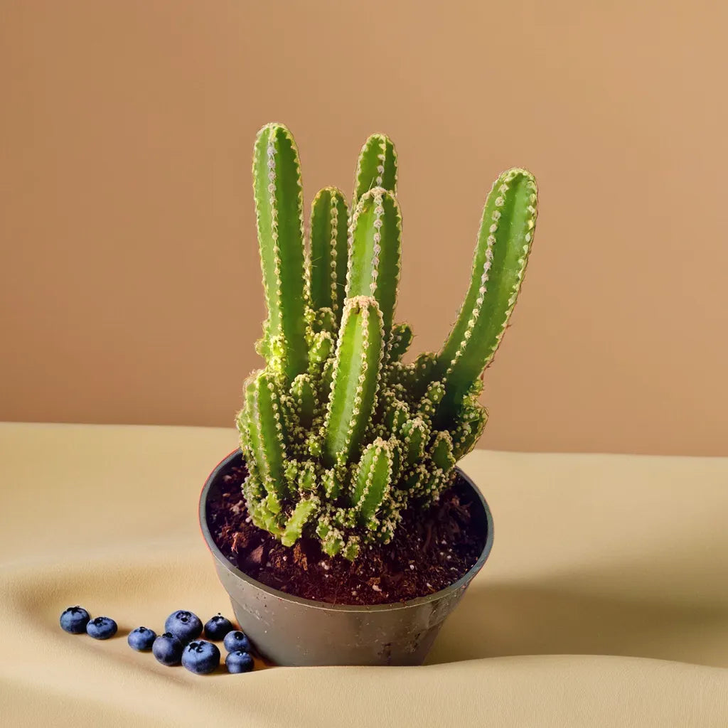 Anacanthocereus Fairy Tail Cactus with twisting, unique stems, perfect for indoor cactus collections