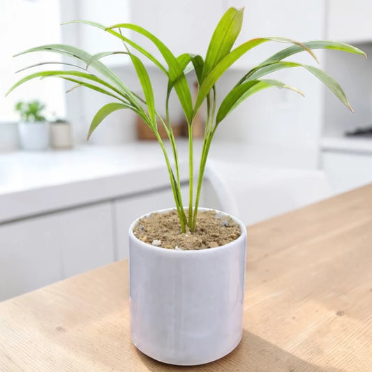 Areca Palm Plant
