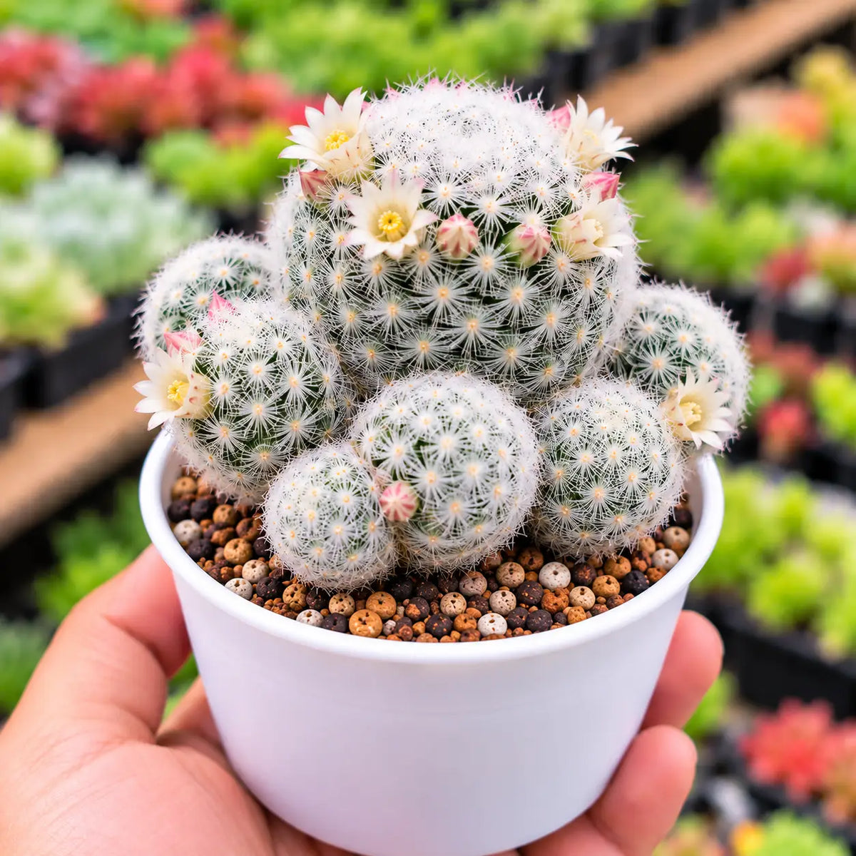 Arizona Snowcap cactus (Bare Rooted)