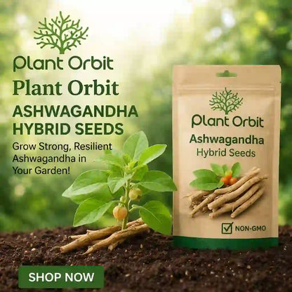 Ashwagnadha Hybrid Seeds